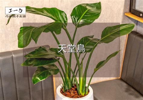 天堂鳥繁殖|天堂鳥植物指南 將南非野地的異國風情帶入您的家庭花園